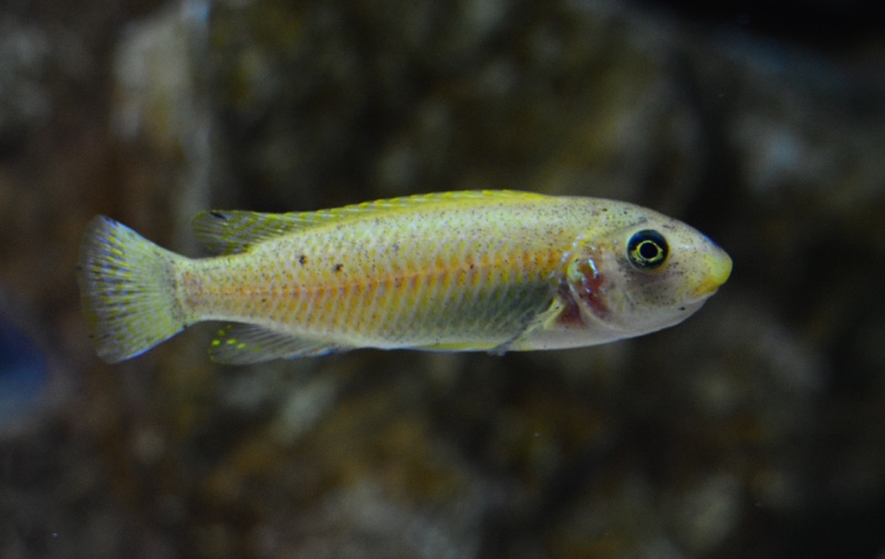 Labeotropheus trewavasae 'Thumbi West Island'